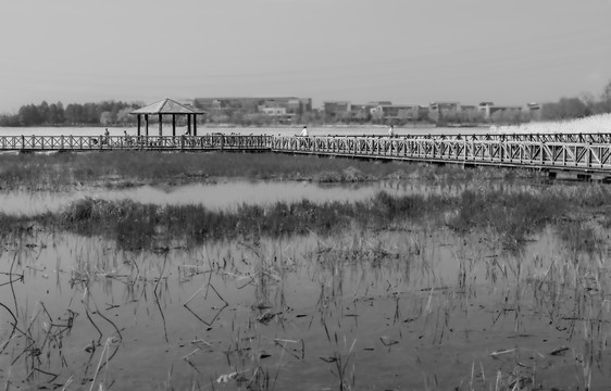 东沙湖湿地