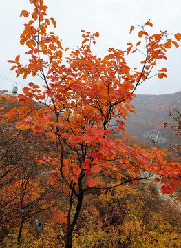 山顶红叶树