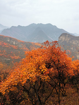 山谷红叶背景