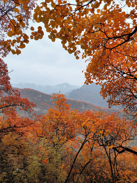 红叶边框背景