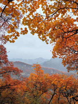 红叶边框背景