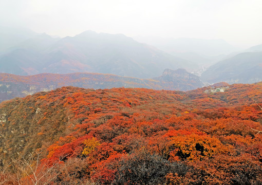 深秋红叶