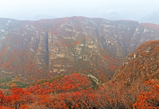 满山红叶