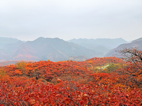 北京坡峰岭满山红叶