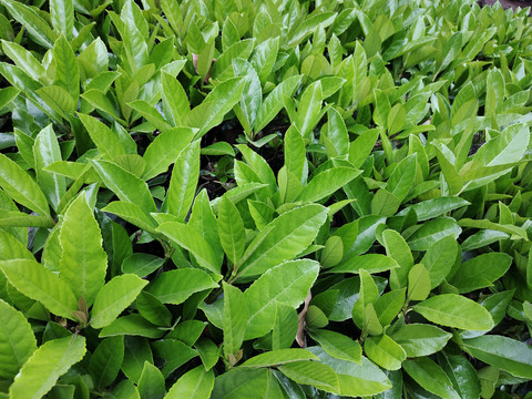 植物背景