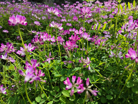 草子花