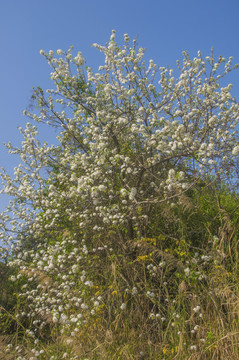 豆梨树开花了