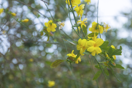 迎春花小花枝