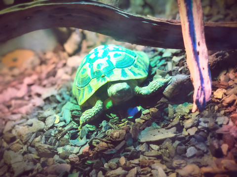 动物园里可爱的绿色乌龟