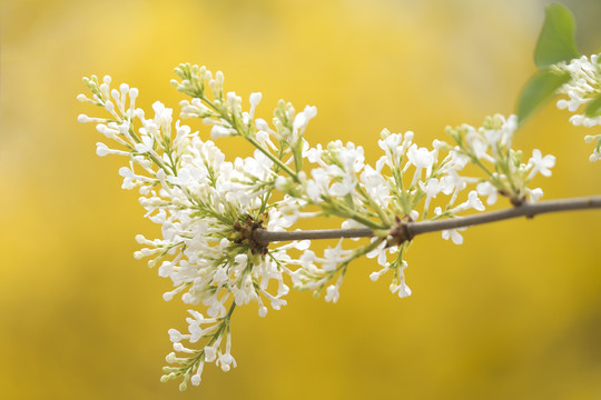 白丁香花