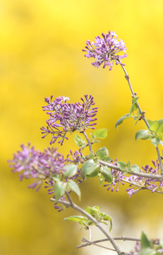 丁香花