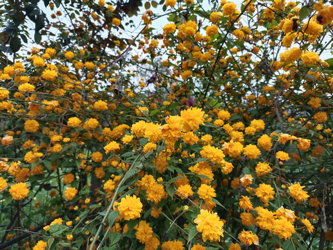 棣堂花背景