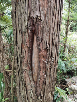 杉树树皮与树洞