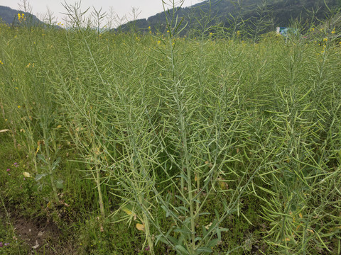 油菜荚