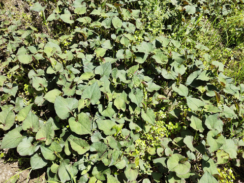 折耳根种植基地