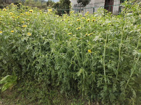 茼蒿菜种植