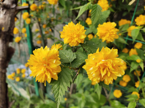 棣堂花特写