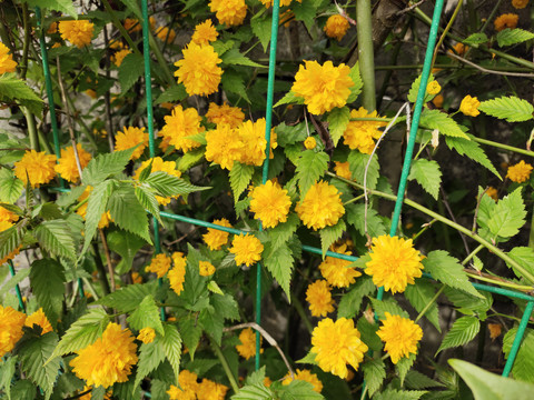 棣堂花花卉