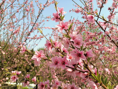 桃花