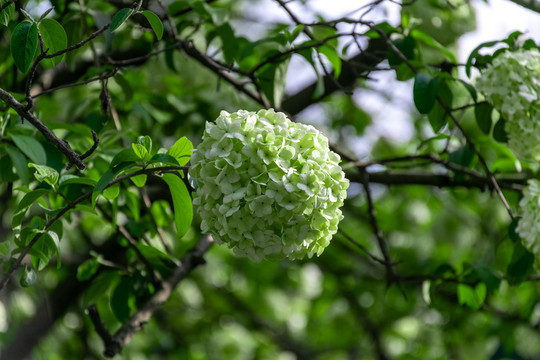 绣球花