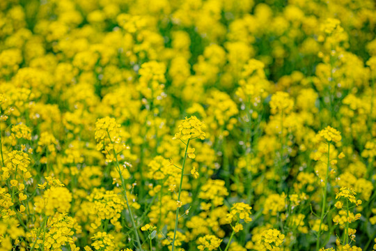 油菜花高清写真