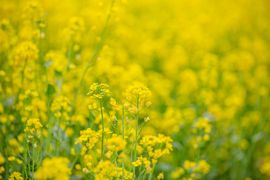 油菜花高清写真