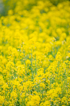 油菜花高清写真