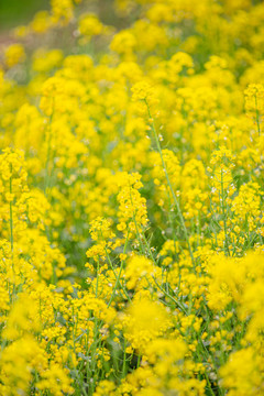 油菜花高清写真