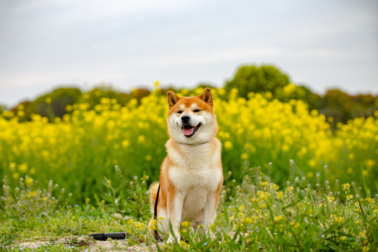 日本柴犬高清写真