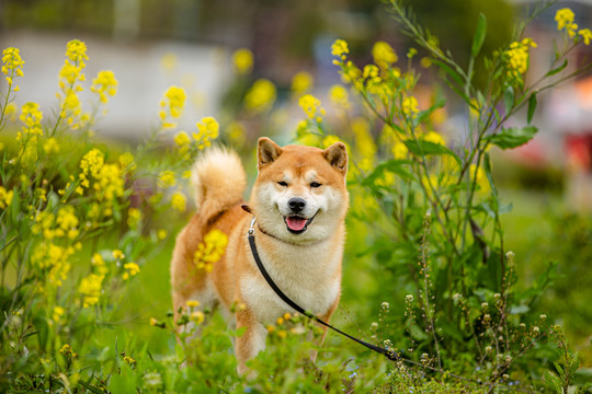 日本柴犬高清写真