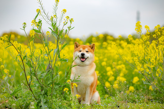 日本柴犬高清写真