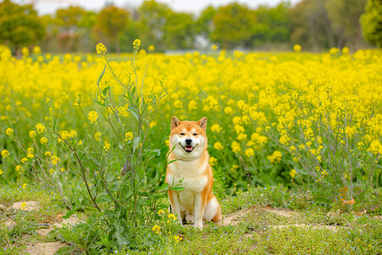 日本柴犬高清写真