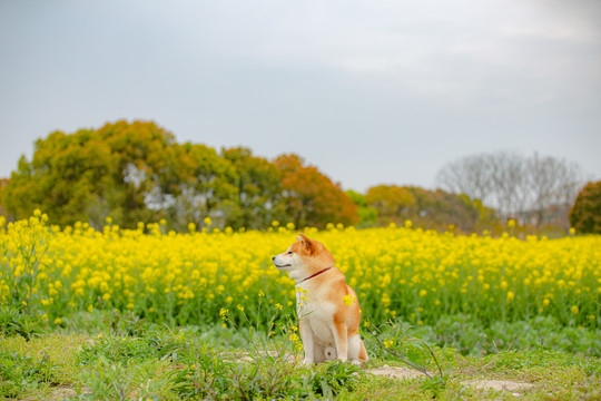 日本柴犬高清写真