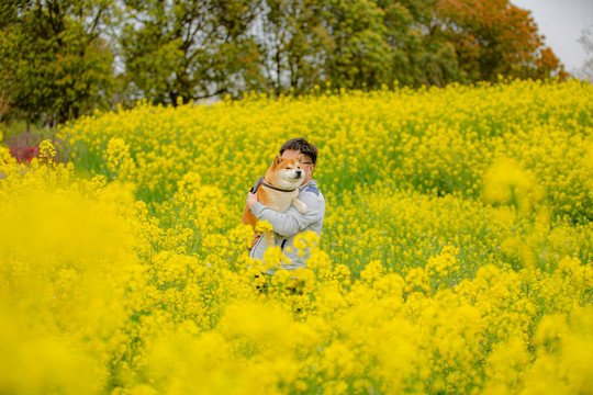 日本柴犬高清写真