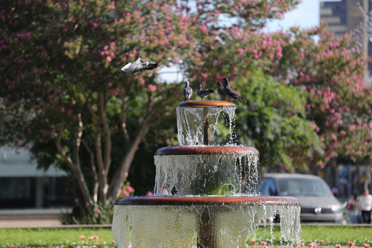 喷泉与鸽子