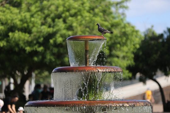 喷泉与鸽子