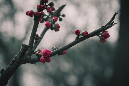 春天的桃花