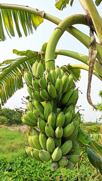 本地芭蕉香蕉饱满
