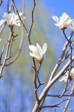 玉兰花