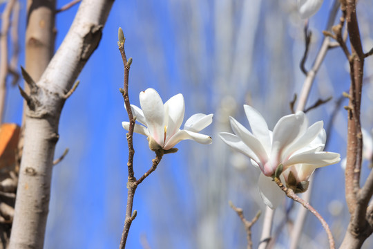 玉兰花