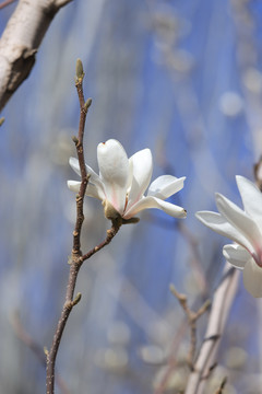 玉兰花