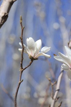 玉兰花