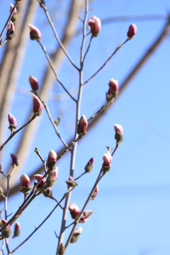 玉兰花