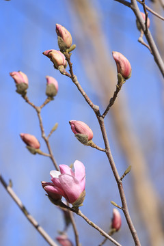 玉兰花