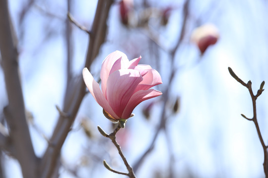 玉兰花