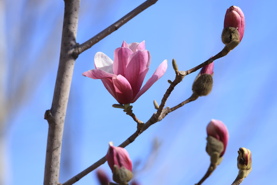 玉兰花