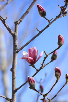 玉兰花