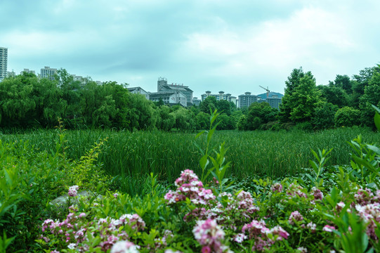 绿色生态遵义市新蒲湿地公园