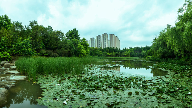 绿色生态遵义市新蒲湿地公园