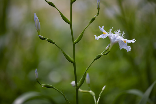 蝴蝶花